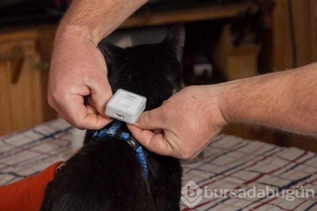 Evcil kedilerin sokakta tek başına ne yapacaklarını merak ediyorsanız 