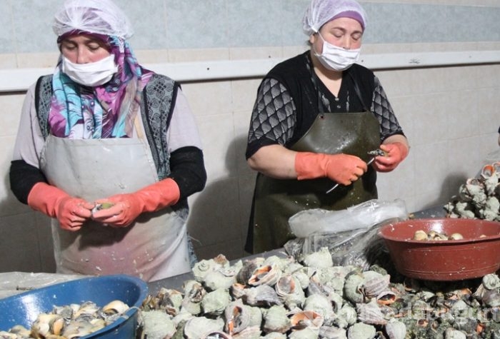 Hem eti hem kabuğu 15 milyon dolar kazandırıyor