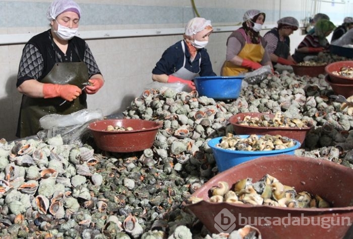Hem eti hem kabuğu 15 milyon dolar kazandırıyor