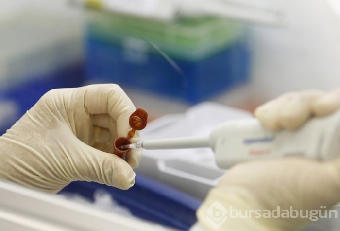 Domuz vücudunda insan organı yetiştirilecek
