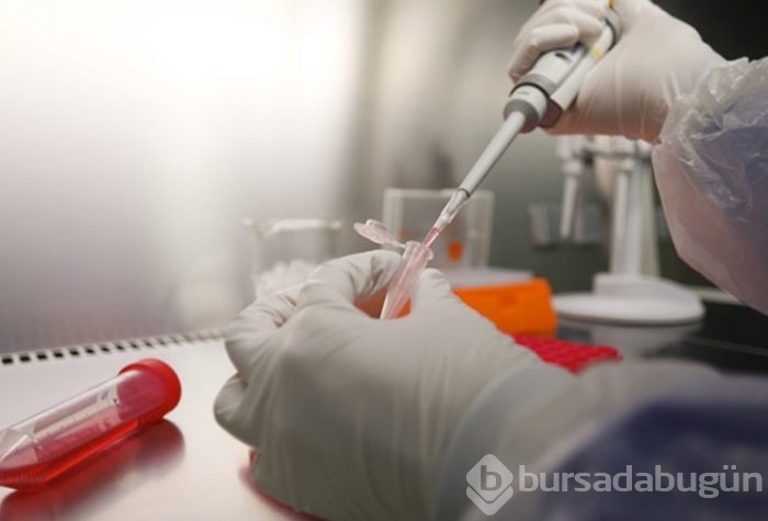 Domuz vücudunda insan organı yetiştirilecek