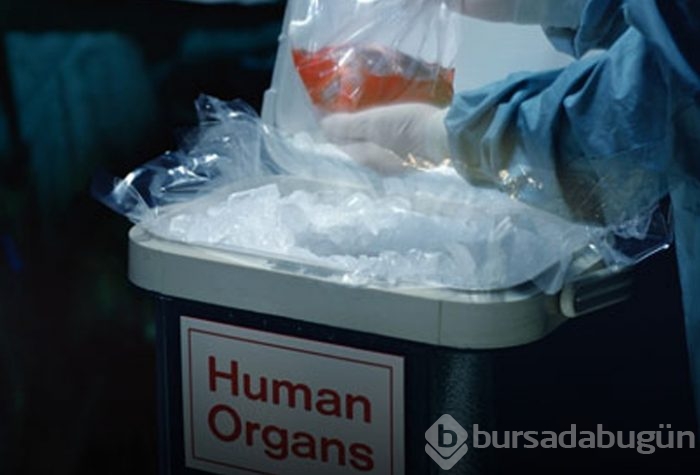 Domuz vücudunda insan organı yetiştirilecek
