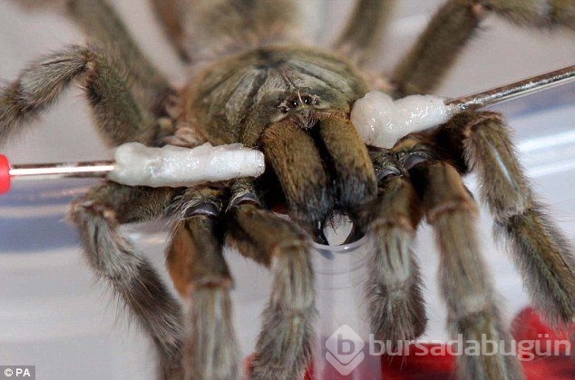 İnsan neslini akrep ve örümcek zehiri kurtaracak