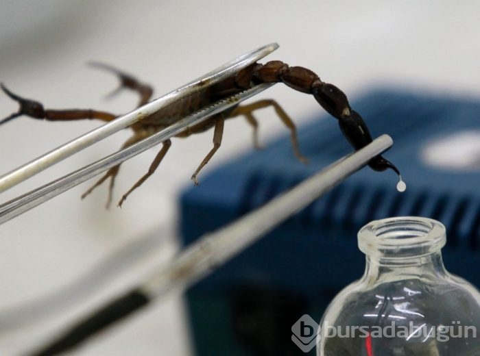 İnsan neslini akrep ve örümcek zehiri kurtaracak