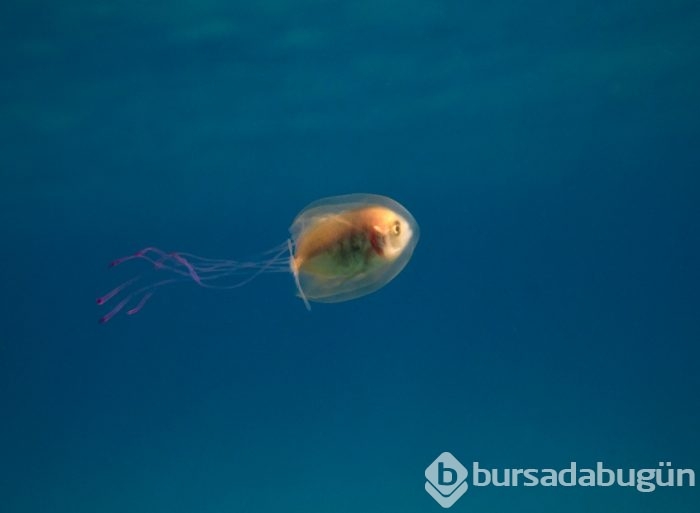 Hiç denizanasında balık gördünüz mü?