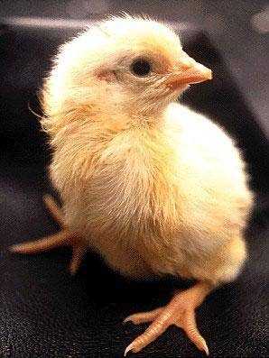 Kare kare inanılmaz oluşum!
