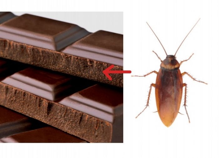Korkunç gerçekler! Bir paket çikolatada kaç böcek var?