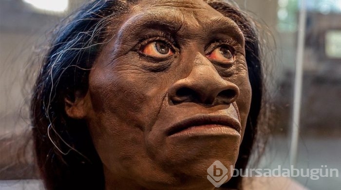 Hobbitlerin atalarına ait fosiller bulundu
