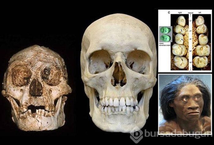 Hobbitlerin atalarına ait fosiller bulundu
