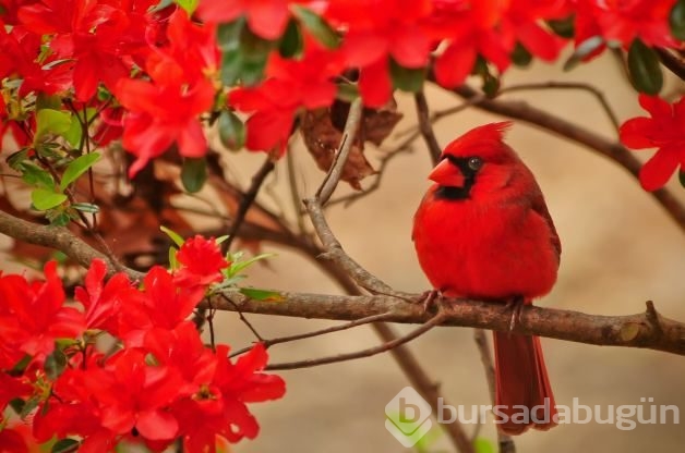 Herkes bunu konuşuyor: Angry Bird'ün gerçeğiyle tanışın