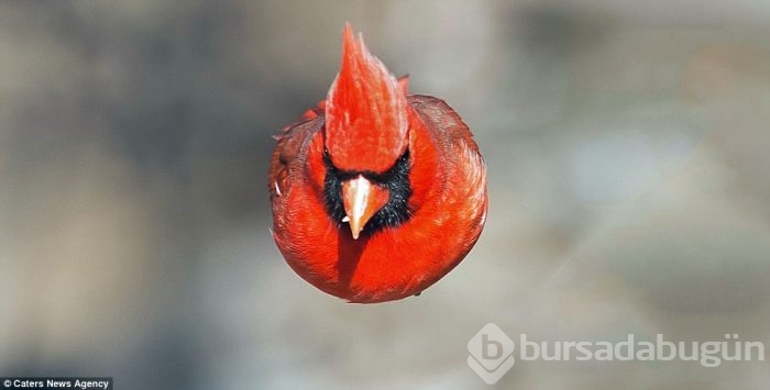 Herkes bunu konuşuyor: Angry Bird'ün gerçeğiyle tanışın