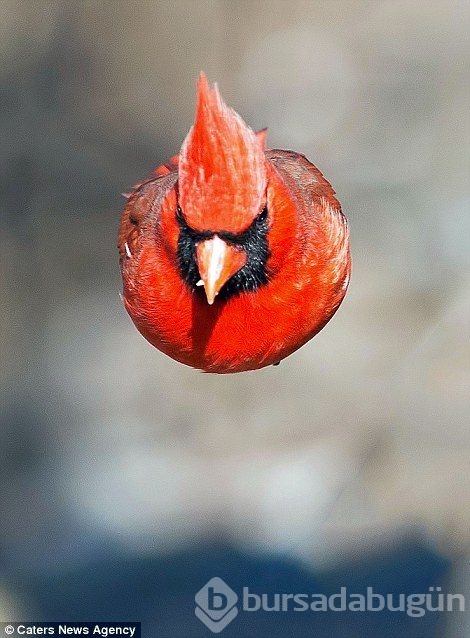 Herkes bunu konuşuyor: Angry Bird'ün gerçeğiyle tanışın