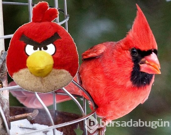 Herkes bunu konuşuyor: Angry Bird'ün gerçeğiyle tanışın