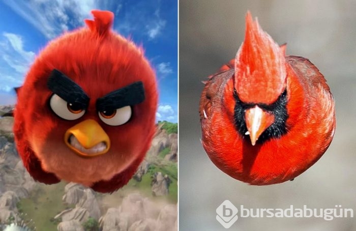 Herkes bunu konuşuyor: Angry Bird'ün gerçeğiyle tanışın