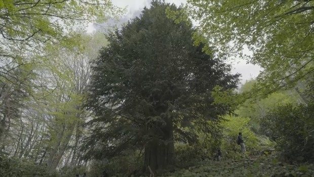 Dünyanın en yaşlı porsuk ağacı Zonguldak'ta
