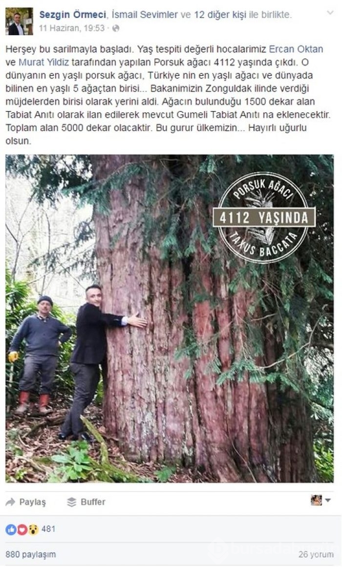 Dünyanın en yaşlı porsuk ağacı Zonguldak'ta
