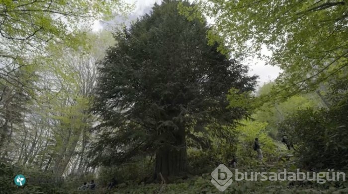 Dünyanın en yaşlı porsuk ağacı Zonguldak'ta
