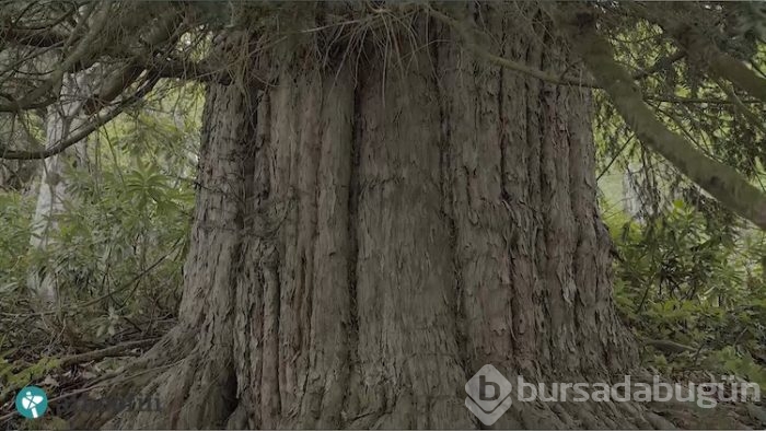 Dünyanın en yaşlı porsuk ağacı Zonguldak'ta
