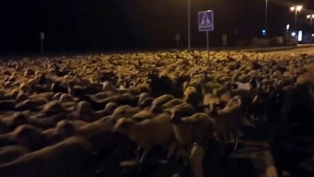 Koyunlar çobanı uyutup geceye 'aktı'