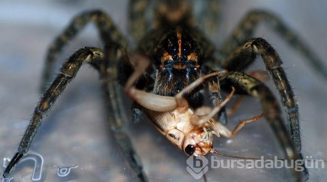 Örümcek ağı uçakları durdurabilir mi? İşte yanıtı...