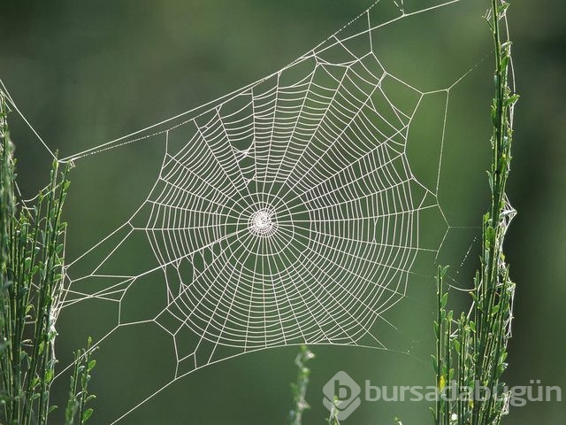 Örümcek ağı uçakları durdurabilir mi? İşte yanıtı...