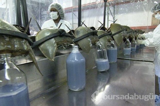Örümcek ağı uçakları durdurabilir mi? İşte yanıtı...