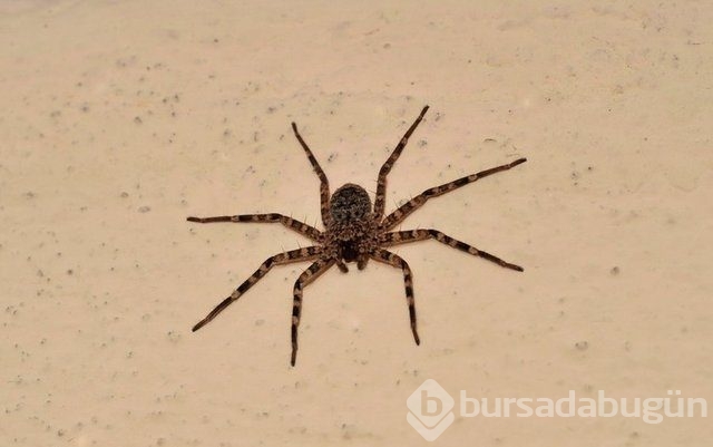 Örümcek ağı uçakları durdurabilir mi? İşte yanıtı...