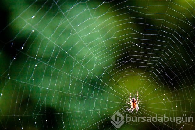 Örümcek ağı uçakları durdurabilir mi? İşte yanıtı...