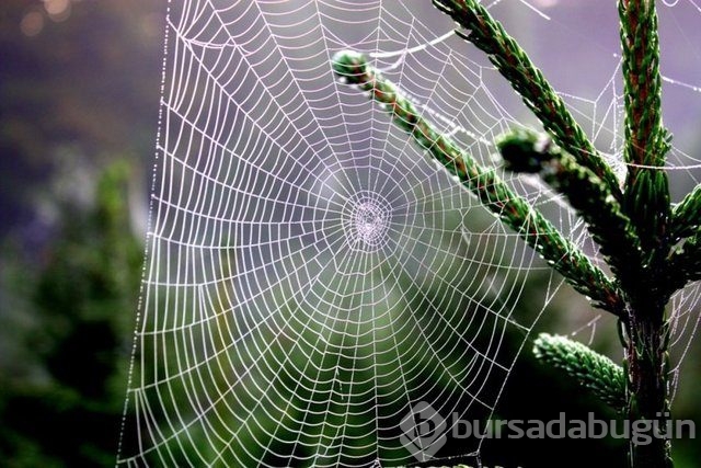 Örümcek ağı uçakları durdurabilir mi? İşte yanıtı...
