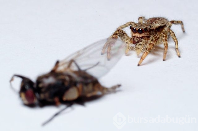 Örümcek ağı uçakları durdurabilir mi? İşte yanıtı...