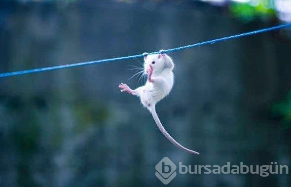 Milyonlar şu an bu görüntüleri izliyor
Kafasında patladı