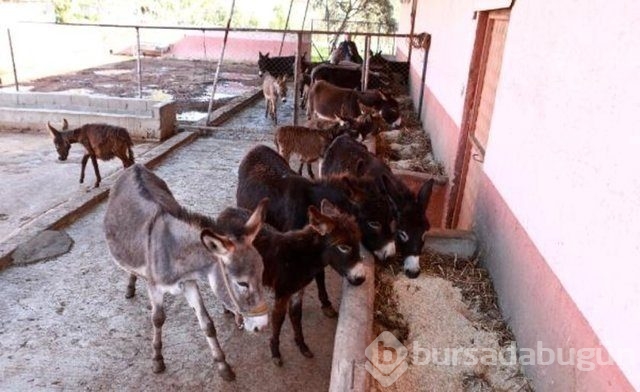 Dünyanın en değerli maddeleri
