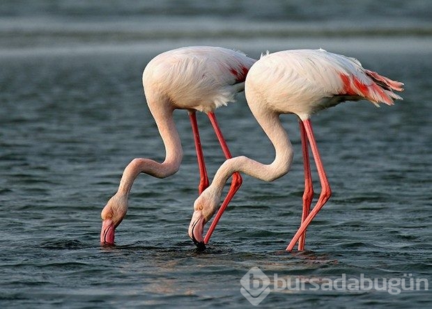 Birlikten önce kuvvet, sonra 17 bin flamingo doğdu