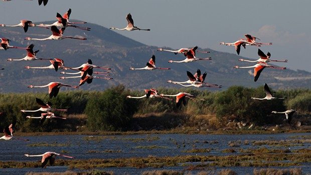 Birlikten önce kuvvet, sonra 17 bin flamingo doğdu