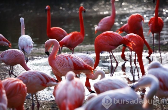 Birlikten önce kuvvet, sonra 17 bin flamingo doğdu