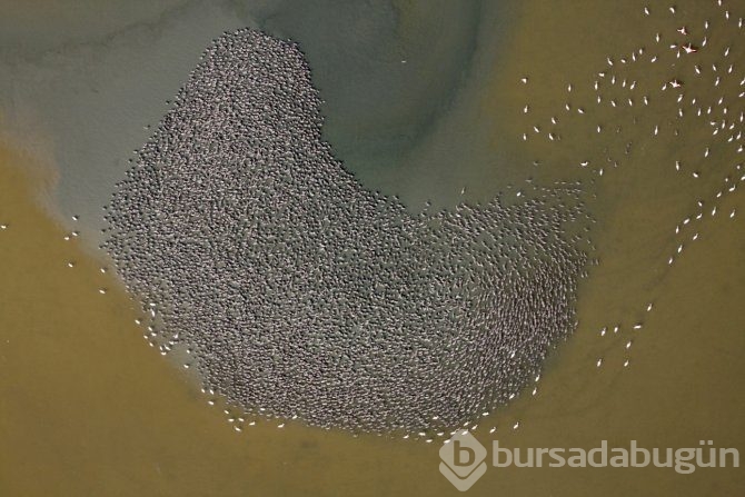 Birlikten önce kuvvet, sonra 17 bin flamingo doğdu