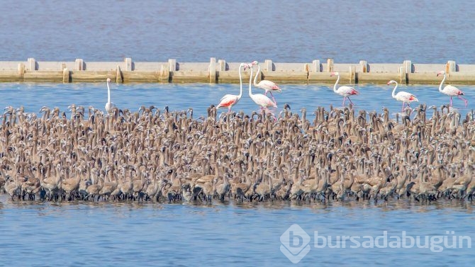 Birlikten önce kuvvet, sonra 17 bin flamingo doğdu
