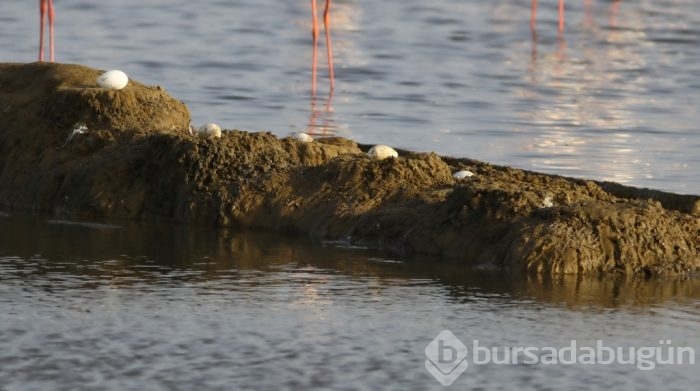 Birlikten önce kuvvet, sonra 17 bin flamingo doğdu