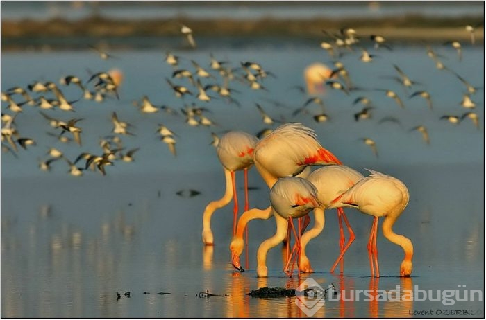 Birlikten önce kuvvet, sonra 17 bin flamingo doğdu
