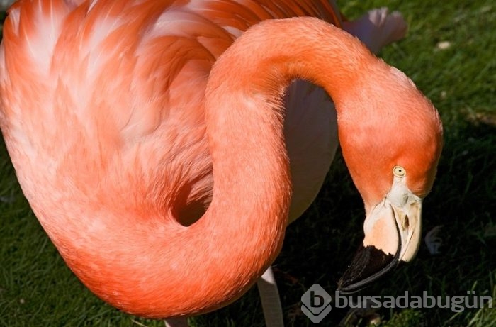 Birlikten önce kuvvet, sonra 17 bin flamingo doğdu