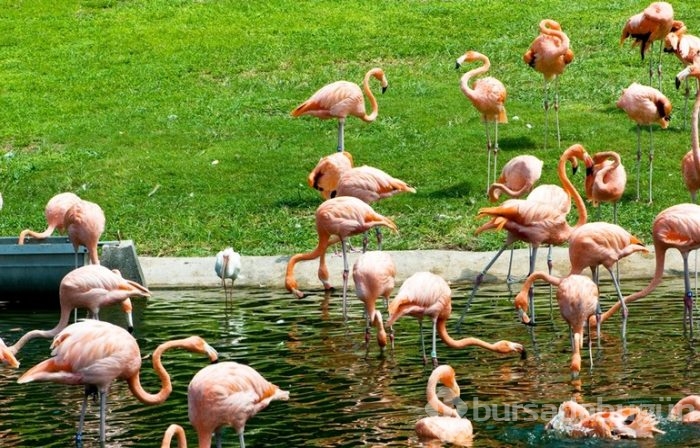 Birlikten önce kuvvet, sonra 17 bin flamingo doğdu