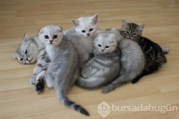Fotoğraflarla hayvanlar &acirc;leminin annelerine bir bakış