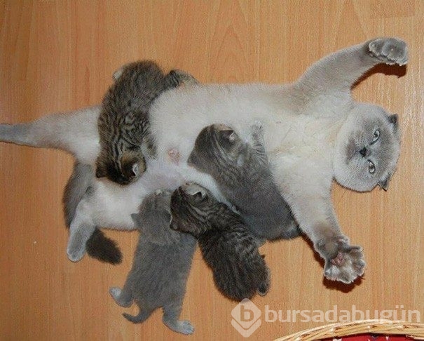 Fotoğraflarla hayvanlar &acirc;leminin annelerine bir bakış