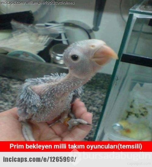 Milli Takım elenince capsler
