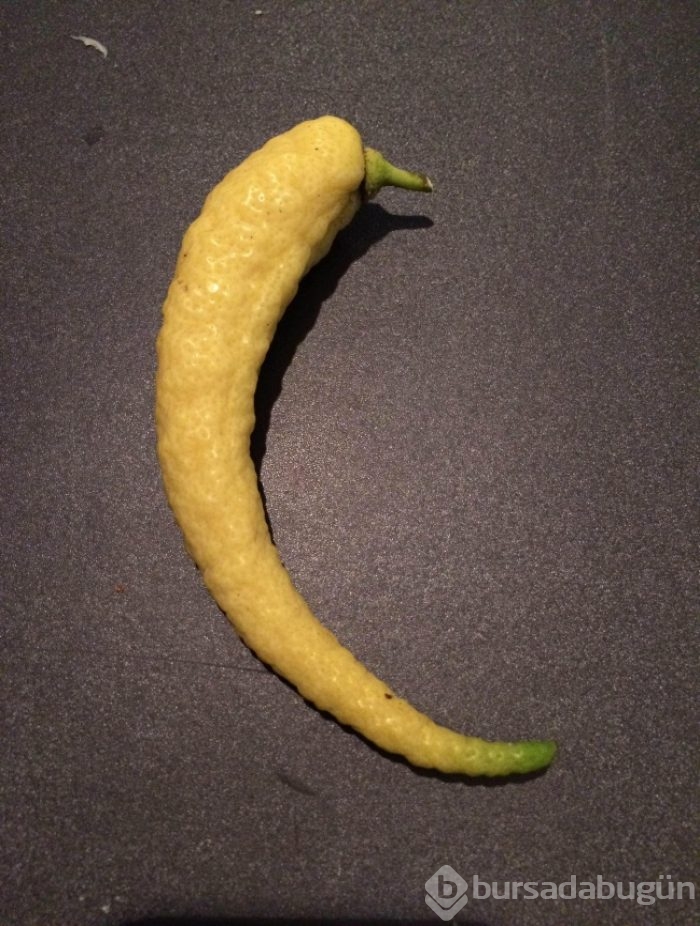 Hiç kendisini fil ya da biber zanneden 'limon' görmüş müydünüz?
