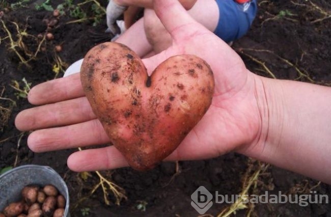 Hiç kendisini fil ya da biber zanneden 'limon' görmüş müydünüz?