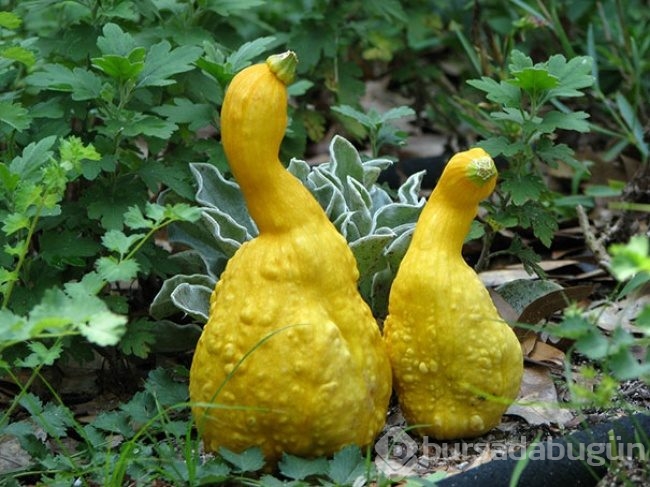 Hiç kendisini fil ya da biber zanneden 'limon' görmüş müydünüz?