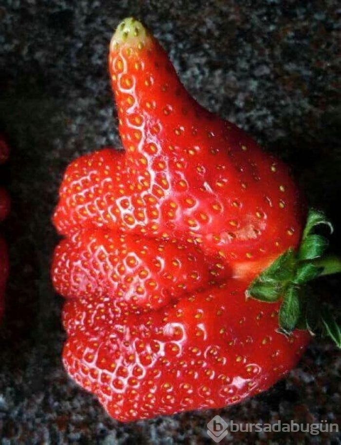 Hiç kendisini fil ya da biber zanneden 'limon' görmüş müydünüz?