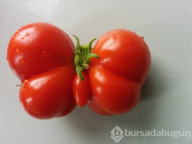 Hiç kendisini fil ya da biber zanneden 'limon' görmüş müydünüz?