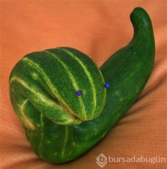 Hiç kendisini fil ya da biber zanneden 'limon' görmüş müydünüz?